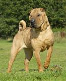 Shar Pei 9A098D-11